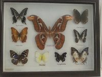20150926 145503  I instantly recalled Jeff&#39;s butterfly and moth collections