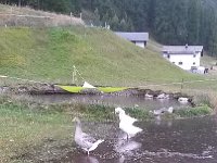 20150910 151949  Eventually you join the geese..