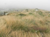 DSCN4930  An ungrazed alpage filled with grass!