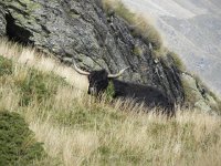 DSCN4933  A loner coo