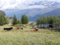 DSCN4934  Other parts were grazed