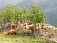 DSCN4935  Highland coos