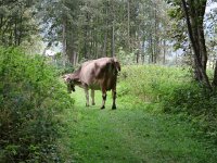 IMG 0296  encountering cows...