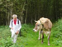 IMG 0297  circumventing cows..