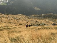 IMG 1124  I don&#39;t think that I have ever seen such a meadow in the Alps