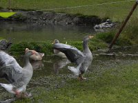 DSCN4949  The geese say &#34;buzz off!&#34;