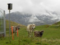 DSCN4653  and meet these ladies outside