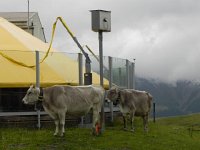 DSCN4654  Not the milking shed