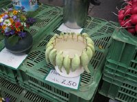 IMG 9876  Milkweed pods? I have never seen a milk weed here