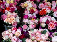 IMG 9877  Roses to go