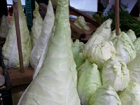 IMG 9879  Dunce cabbage?