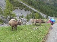 DSCN4695  Sarah likes the Brown Swiss