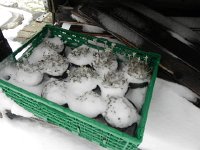 DSCN4709  Potted edelweiss