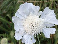 IMG 1046  More flowers