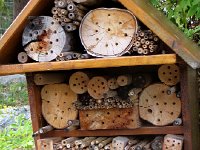 IMG 9972  Insect house