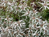 IMG 9980  Big Edelweiss!