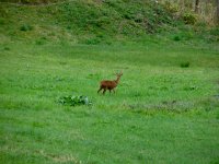 IMG 9994  A deer!