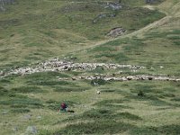 DSC01959  A lot of sheep: I saved the life of a pregnant ewe by getting her back on her feet