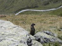 DSCN4772  They are usually very furtive