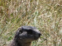 IMG 0068  Marmot!