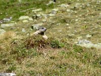 IMG 0084  More marrotia