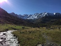 IMG 1788  there are of course cows