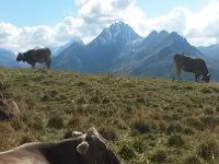 20150908 153222  Cowz