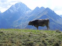 DSCN4858  Cow and mountain