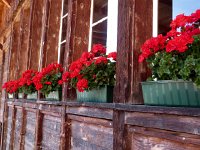 IMG 0143  Geraniums in the valley