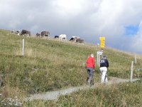 DSCN4879  where we could visit some cowz!