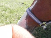 DSCN4891  Trying to eat me!