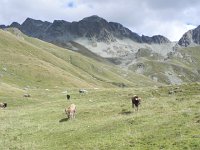 DSCN4902  Cowz up high