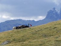 DSCN4903  Curious cowz