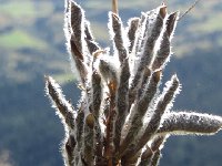 IMG 0243  Twisted nature