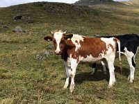 IMG 1100  Young cowz