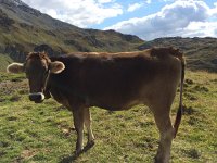 IMG 1105  We like cowz!