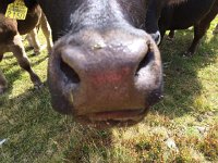 IMG 1108  And they like us!