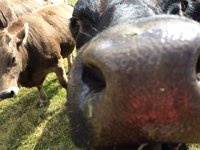 IMG 1110  Do I know your smell?