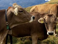 IMG 1120  Handsome beasts!