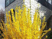 20160407 100619  7 April Forthysia by the car elevator