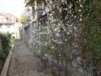 20160407 100716  Plums blooming on the servitude