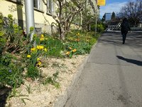 20160411 102820  11 April Flowers along Länggasse in Bern