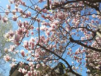 20160411 120024  Magnolia at the Italian restaurant