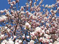 20160411 120042  Blossoms