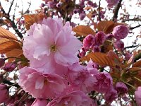 20160414 092809  Cherry (?) blossoms at UniL