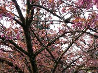 20160414 092819  Cherry tree