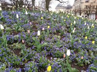 20160415 092938  15 April - central flower bed in Bern