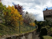 20160416 135040  16 April colors on the way back from the garden