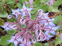 20160418 182148  18 April lovely weed