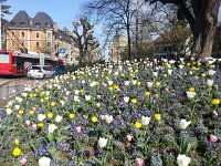 20160422 095945  22 April - tulips in Bern